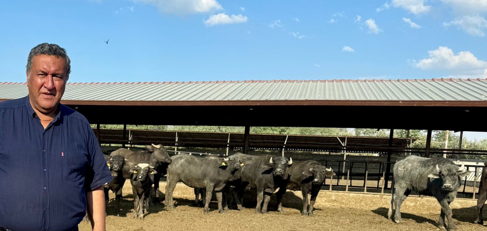 Gürer: “1960 yılında 1 milyon 600 bin olan manda sayısı 170 bine düştü”