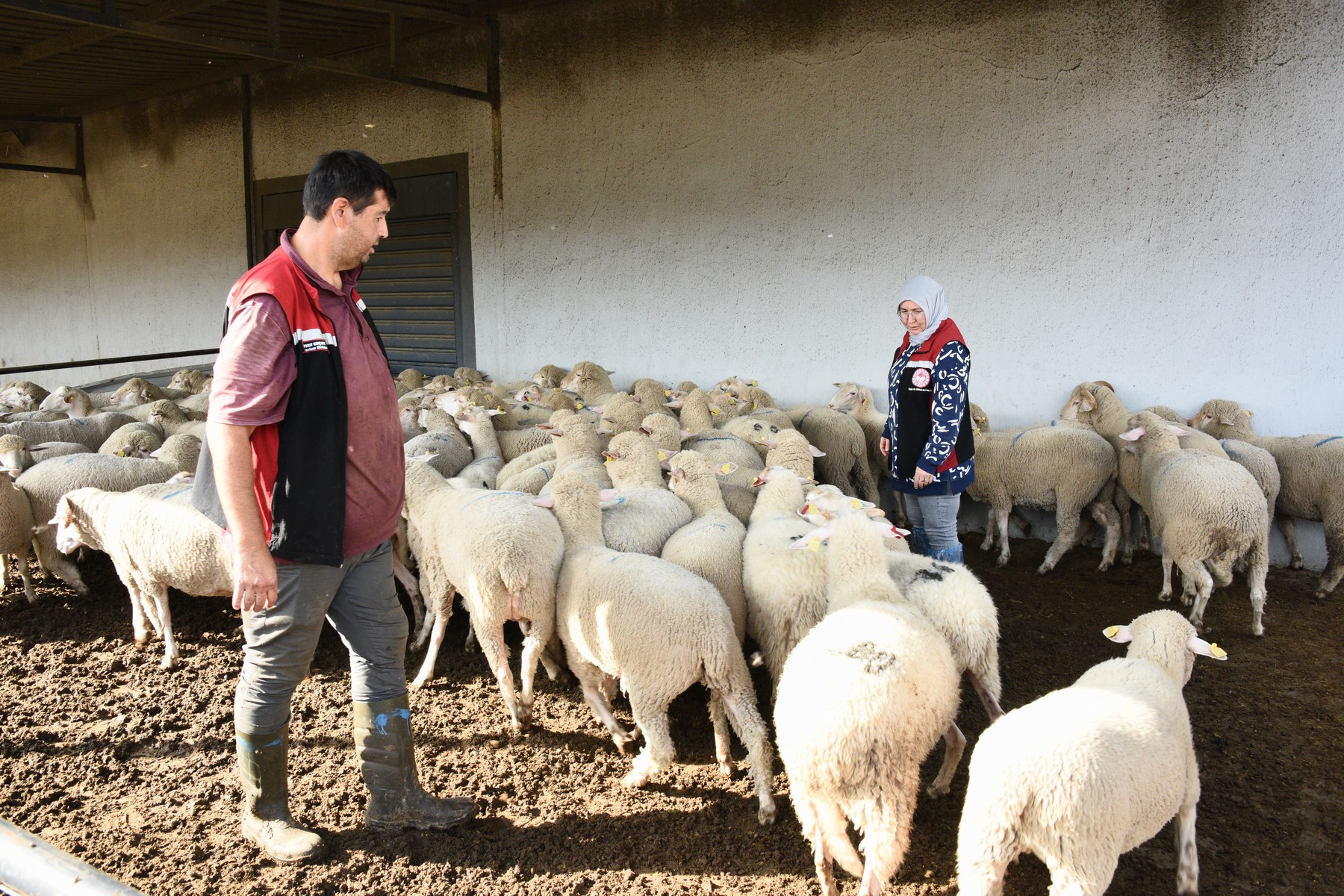 Aliağa’da Üreticiye Destek Sürüyor: Hibeli Koyun ve Koçlar Üreticilere Teslim Edildi