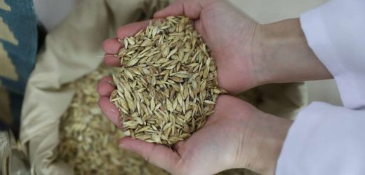 “Buğdayın Atası Kavılca” ARÜ’de Gündem Oldu: Dünya Toprak Günü Bilimsel Programı Gerçekleştirildi