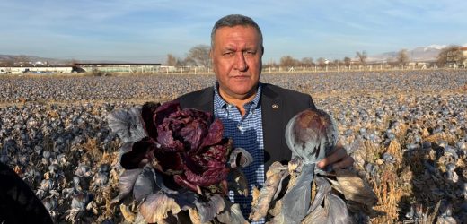 Gürer: “Kara Lahana Tarlada Kaldı, Markette Fiyatı Katladı”