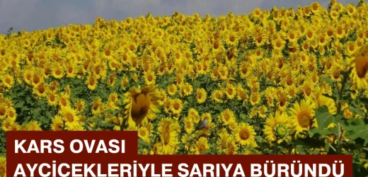 Kars Ovası ayçiçekleriyle sarıya büründü