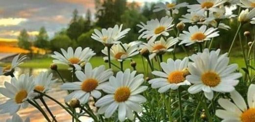 Yüzünüz hiç kalkmasın yerden Kuşaklar boyu sürsün utancınız