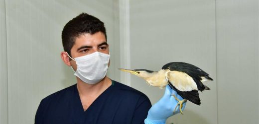 Soyu tükeniyordu, Narlıdere’de bulundu!