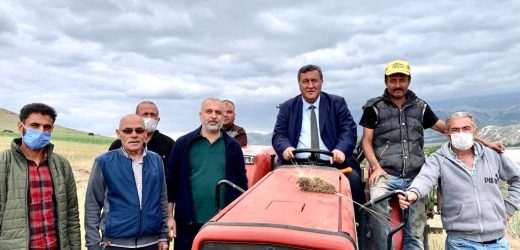 Gürer, Buğday tarlalarında göz yaşartan manzara…