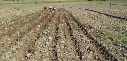 KINIK SOSYAL TESİSLERİNİN  SALEP VE ADAÇAYI KENDİ TARLALARINDA YETİŞİYOR ..