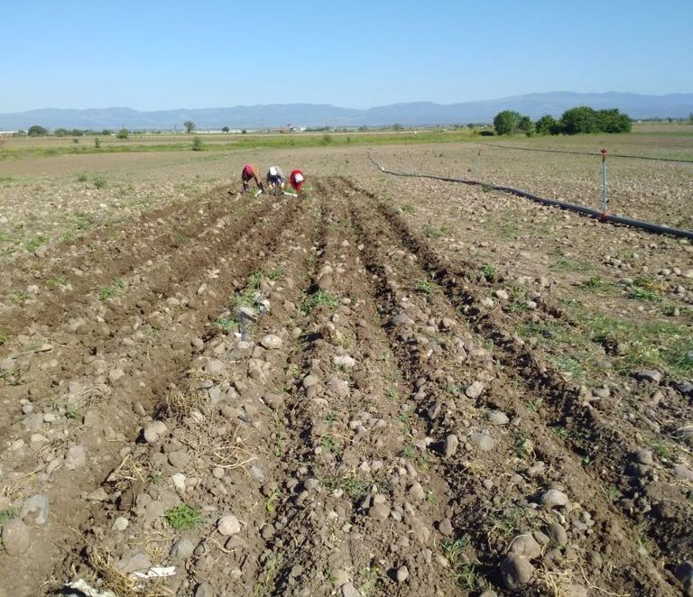 KINIK SOSYAL TESİSLERİNİN SALEP VE ADAÇAYI KENDİ TARLALARINDA YETİŞİYOR ..