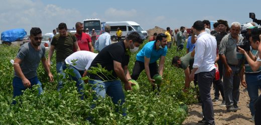 CHP Gençliği karpuz hasadı yaptı