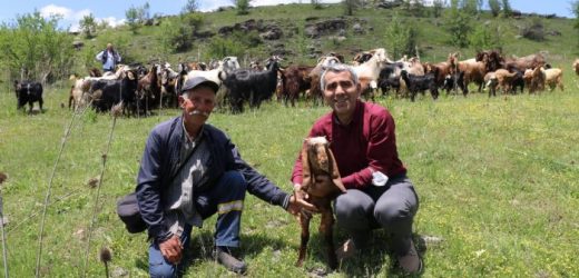HALEP KEÇİLERİ ORDU YAYLALARINDA