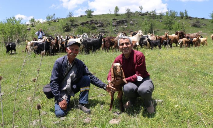 HALEP KEÇİLERİ ORDU YAYLALARINDA