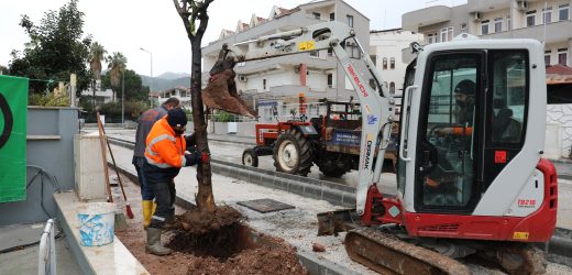 TURUNÇ AĞAÇLARI GERİ DİKİLİYOR