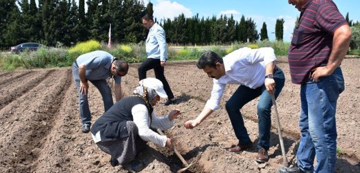 Başkan Kırgöz makamdan tarlaya indi