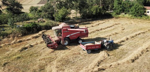 Atakum Belediyesi karakılçık üretimini 10 kat artırdı