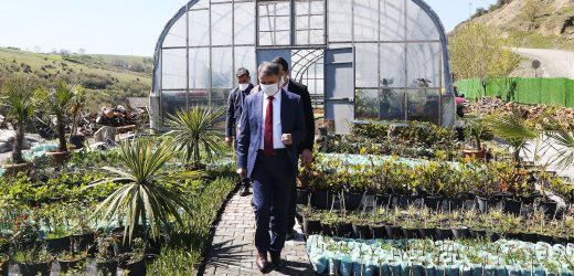 Atakum Belediyesi 2020’de kendi serasında 200 bin adet mevsimlik çiçek ve çalı üretti