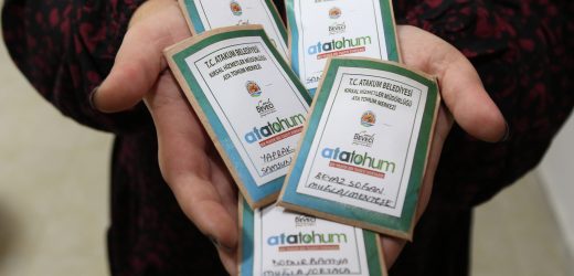 Atakum Belediyesi’nden üreticiye ata tohum desteği