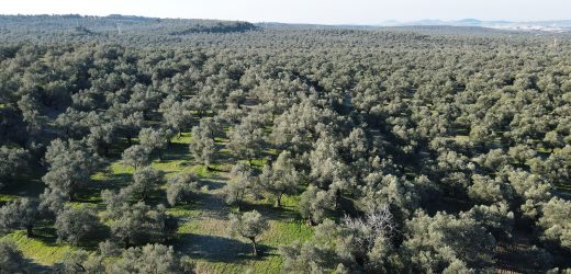 AYVALIK BELEDİYESİ ZEYTİNLİKLERİNDE HEDEF: REKOLTEYİ İKİYE KATLAMAK