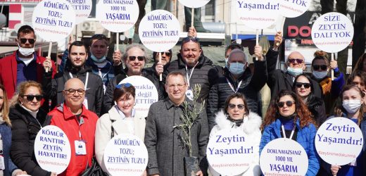 AYVALIK’TA ZEYTİNLİKLERİ YOK EDECEK YÖNETMELİĞE TEPKİLER DİNMİYOR