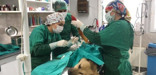 SOKAKTAKİ DOSTLARIMIZ BİZLERE EMANET