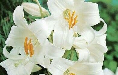 BEN HAKKIMI HELAL ETMİYORUM!