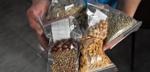 TOHUMLAR TOPRAKLA BULUŞUYOR