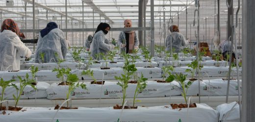 Sorgun’da kurulan jeotermal serada 110 bin fide toprakla buluştu