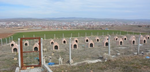 Sorgun’un Can Dostları Emin Ellerde