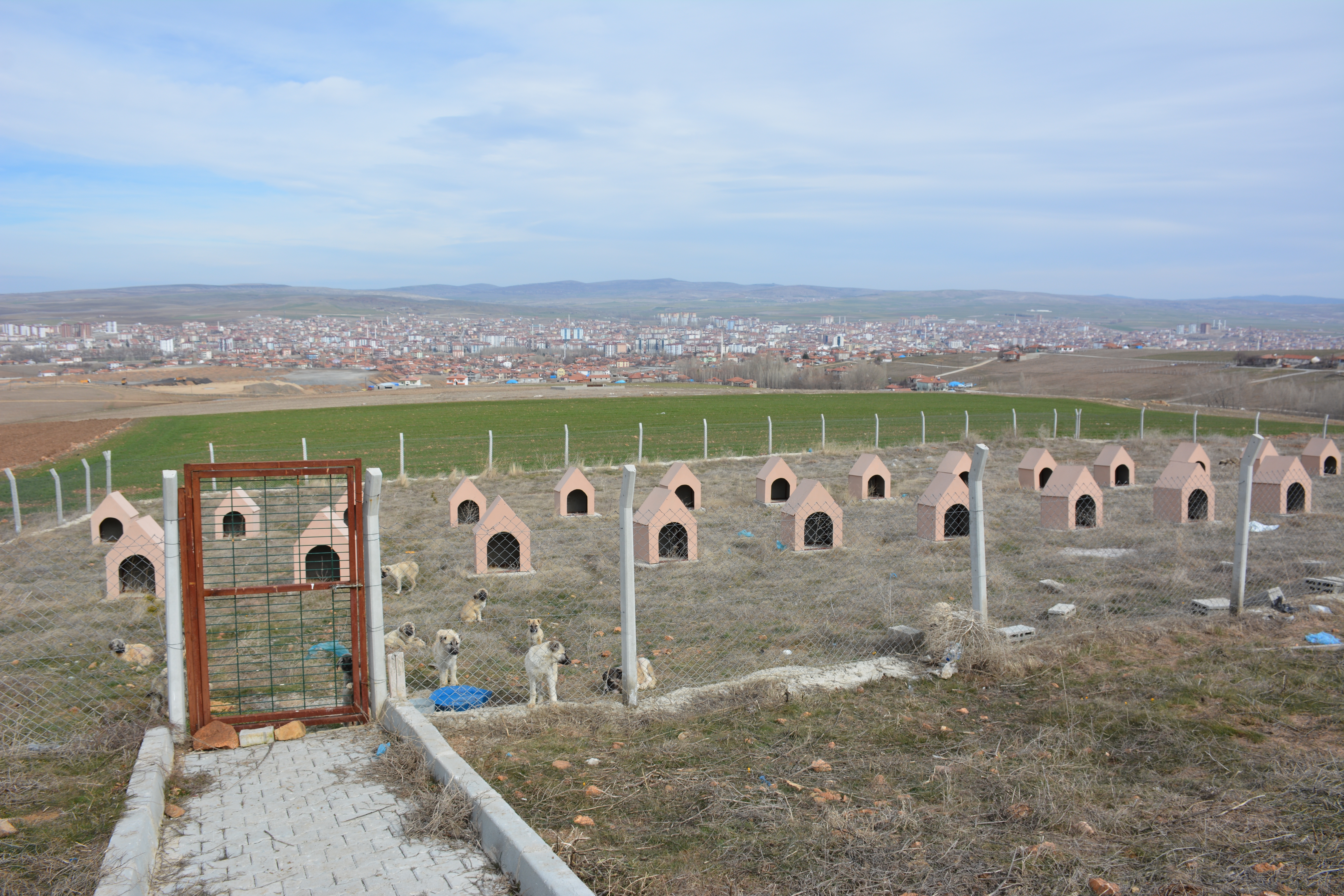 Sorgun’un Can Dostları Emin Ellerde