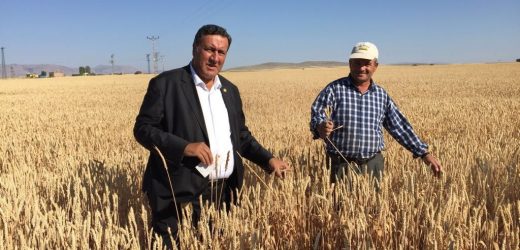 Gürer: “Buğday taban fiyatı çiftçi refahını sağlamaz”