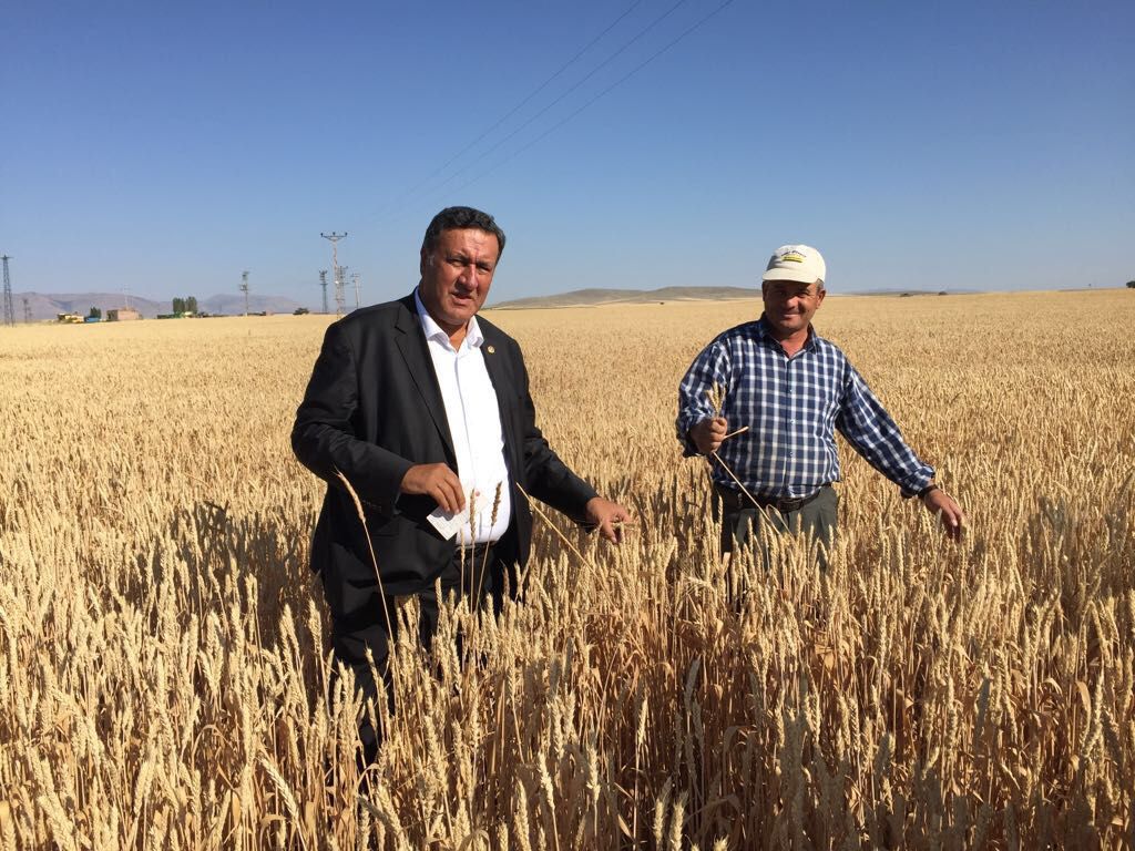 Gürer: “Buğday taban fiyatı çiftçi refahını sağlamaz”