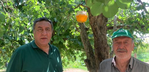 Gürer: “Akdeniz Meyve Sineği büyük zarar veriyor”