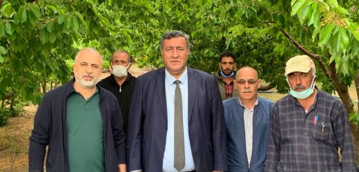 “İngiltere Kraliyet Ailesi, bu yıl Ulukışla kirazına hasret kalacak”