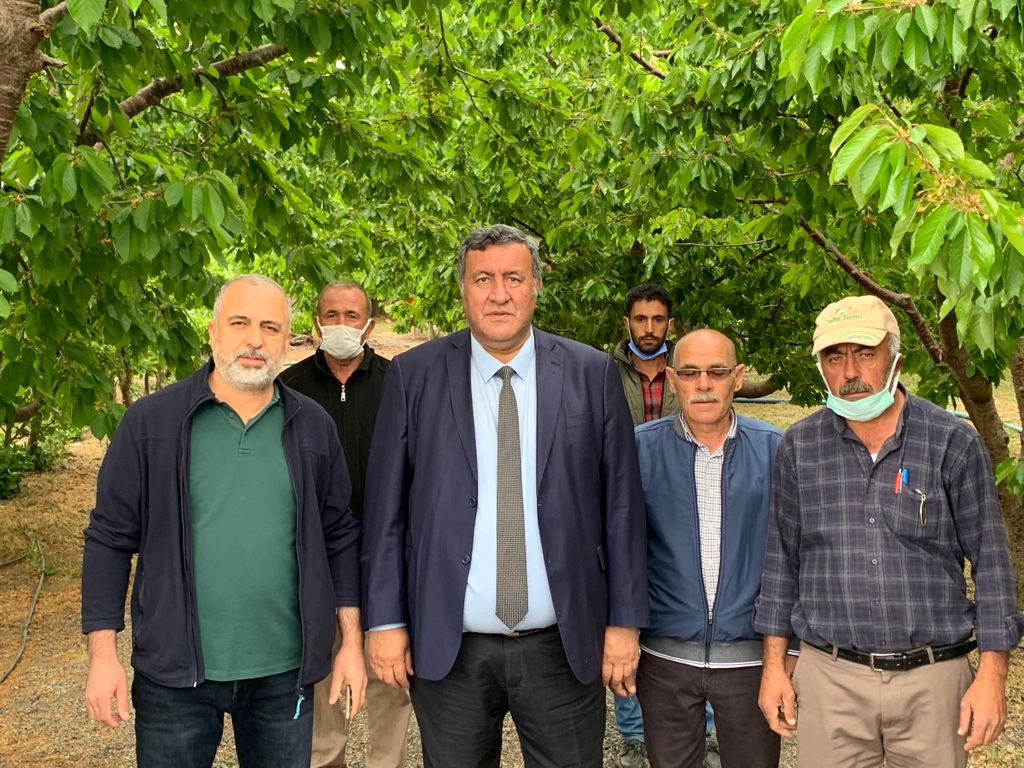 “İngiltere Kraliyet Ailesi, bu yıl Ulukışla kirazına hasret kalacak”