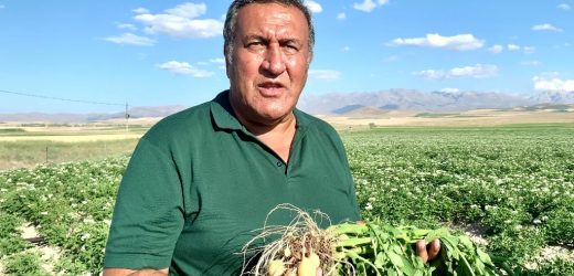 Gürer: “Patates markette 3 TL, üretici ise kaygılı”