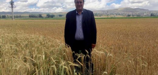 Gürer: “Buğday üretimi artırılmalıdır”