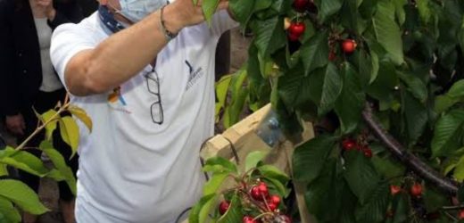 Başkan Soyer Tarım İçin Sahada.. Gençler İmece’yi Öğrendi..Yaşlılar  Köy Enstitülerini Hatırladı