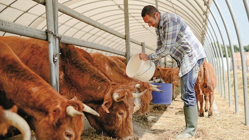 ARDAHAN DA HAYVANCILIK BUGÜN BAŞKA BOYUTTA