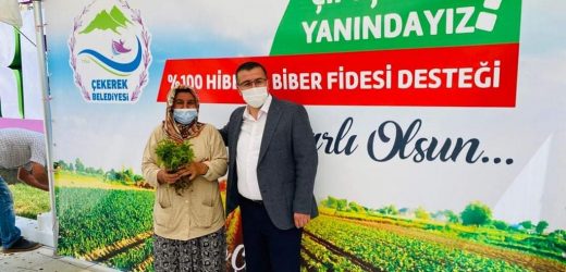 Çekerek belediyesi Çiftçisine 300 Bin Biber Fidesi Dağıttı.