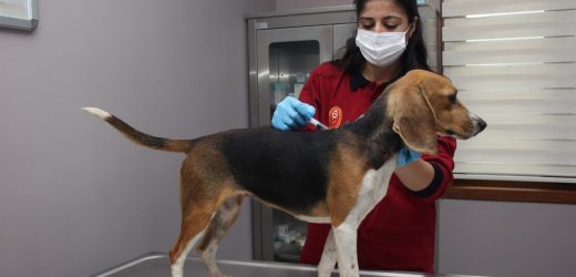 İBB 2020’DE 148 BİN SOKAK CANLISINI MUAYENE VE TEDAVİ ETTİ