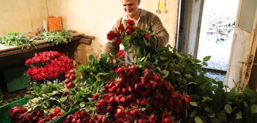 Sevgililerin Gülleri Menderes’ten