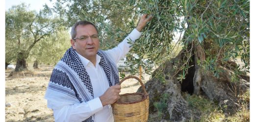 MESUT ERGİN, “ZEYTİNİME DOKUNMA”