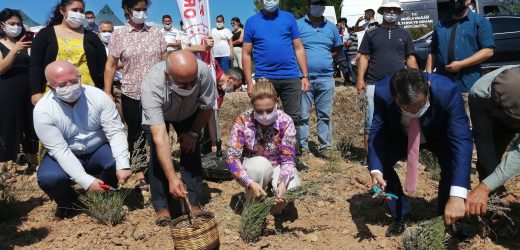Muğla’da Lavanta Hasat Şenliği…