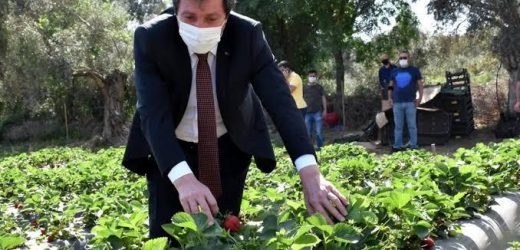 Çilek Projesi Ailelere Geçim Kaynağı Oluyor, Bölgeye İstihdam Sağlıyor