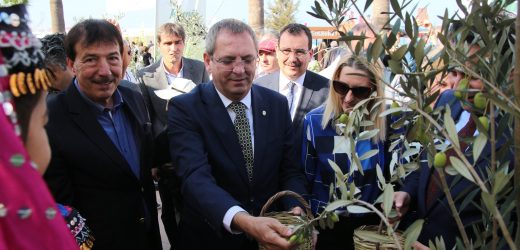 AYVALIK 16. ULUSLARARASI ZEYTİN HASAT FESTİVALİ  BAŞLIYOR