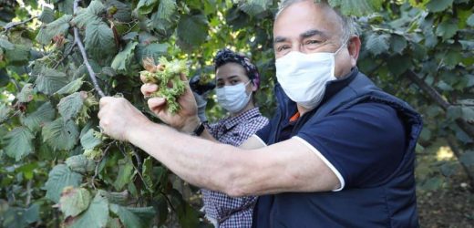 BAŞKAN GÜLER, FINDIK BU YILDA DALDA KALMAYACAK