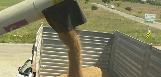 İBB BOŞ ARAZİLERDE BUĞDAY ÜRETTİ