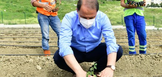 YAŞAM BAHÇESİ’NE YAZLIK FİDELER DİKİLDİ