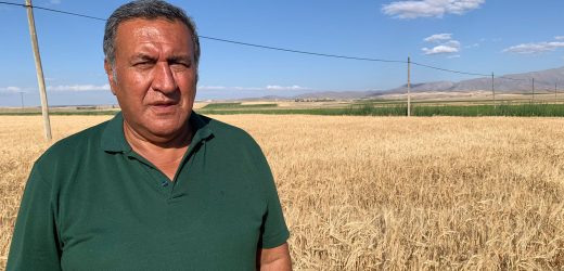 Gürer: “Arpada ithalat tam gaz”