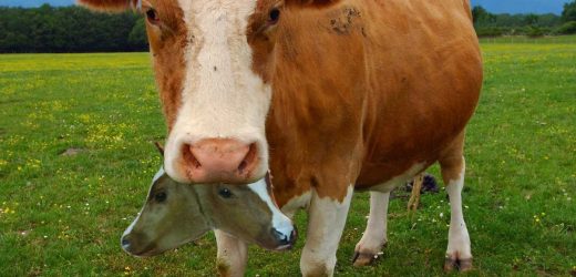 ÖĞÜT: ARDAHAN’DA,1 İNEK, 2 TANE İNEK YİYOR!