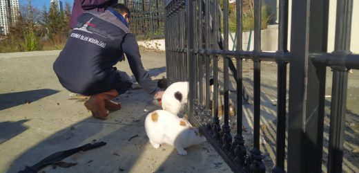 ŞİŞLİ’DE BULUNAN 57 KEDİ SAHİPLENDİRİLECEK