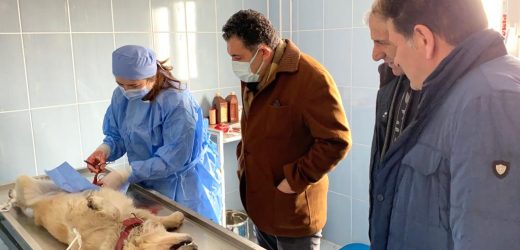 VETERİNER İŞLERİ MÜDÜRLÜĞÜMÜZ KISIRLAŞTIRMA YAPMAYA BAŞLADI