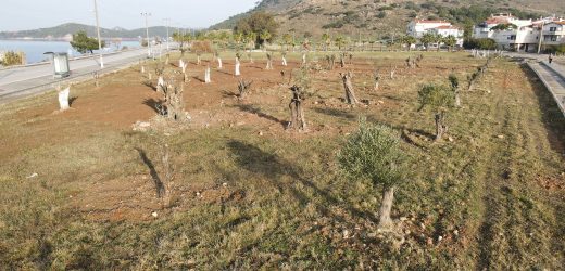 TEMEL KAZISINDAN ÇIKAN AĞAÇLAR YENİ YAŞAM ALANLARINDA